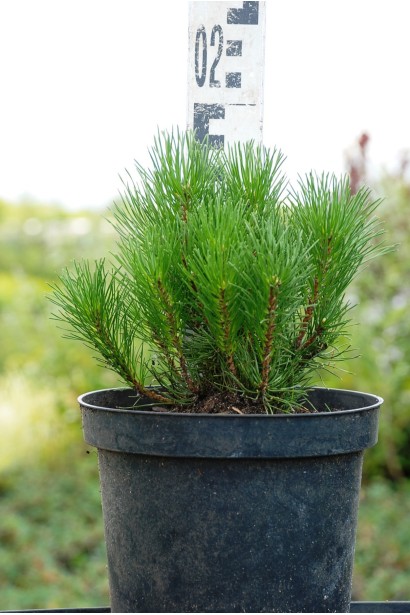 Низькоросла сосна для ландшафтного оформлення.