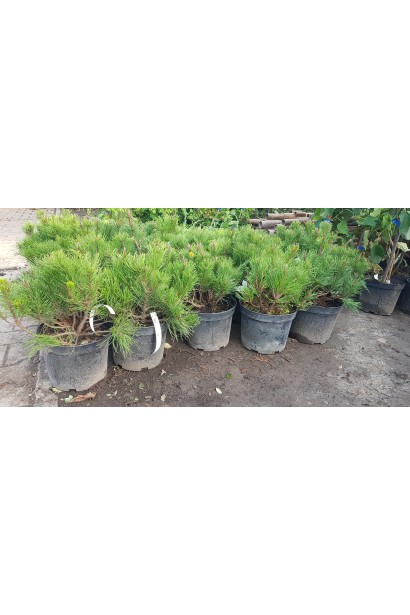 Сосна гірська Пуміліо