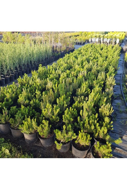 Pinus mugo Pumilio