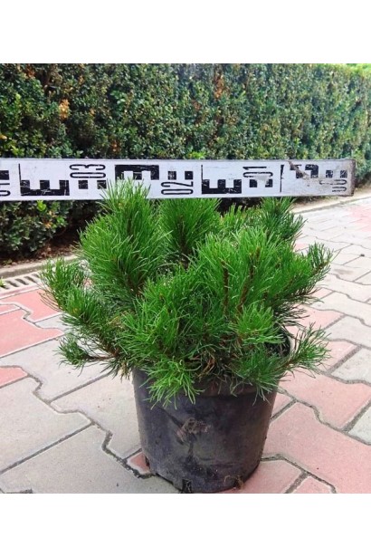 Сосна гірська Пуміліо - 5л/вис.25-30см/Ø35-40см