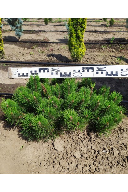 Низькоросла гірська сосна для озеленення.