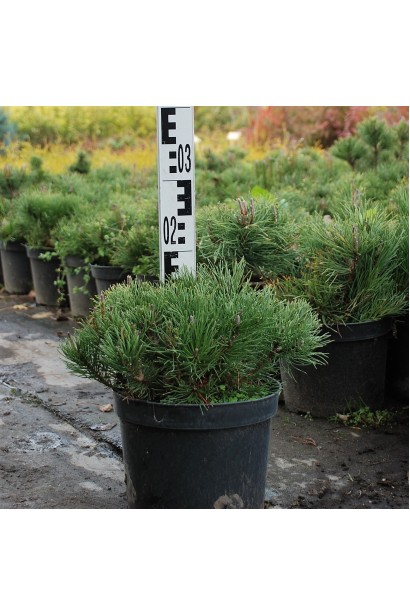 Pinus mugo Pumilio