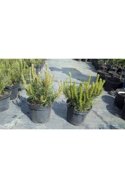 Сосна гірська Пуміліо в контейнері