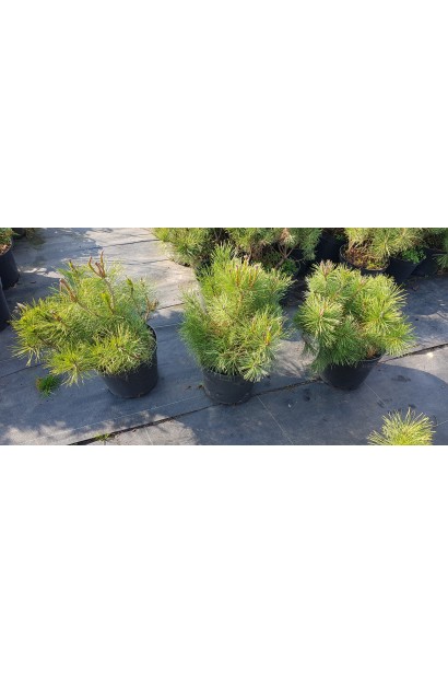 Сосна гірська Пуміліо