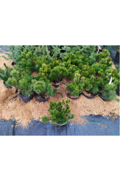 Сосна гірська Пуміліо в садовому центрі