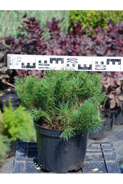 Сосна гірська Пуміліо - 5л/вис.20-25см/Ø30-35см