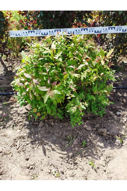 Спірея японська Голдфлейм