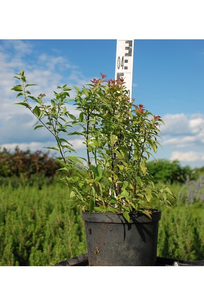 Спірея японська Голдфлейм  в садовому центрі