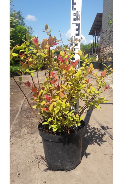 Спірея японська Голдфлейм