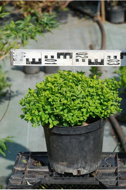 Спірея Літл Принцесс в садовому центрі