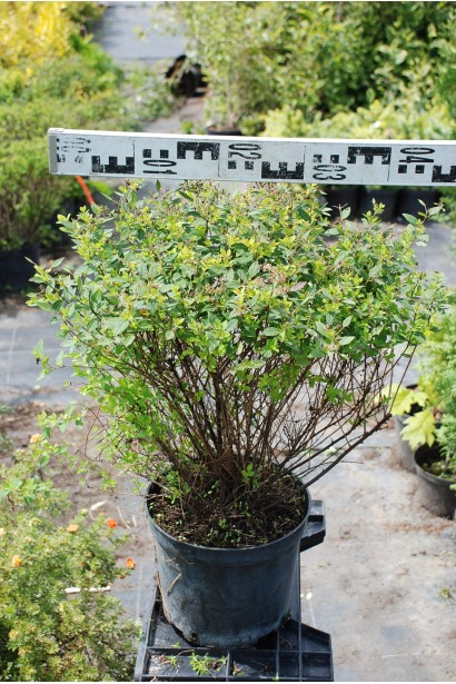 Спірея Літл Принцесс в садовому центрі