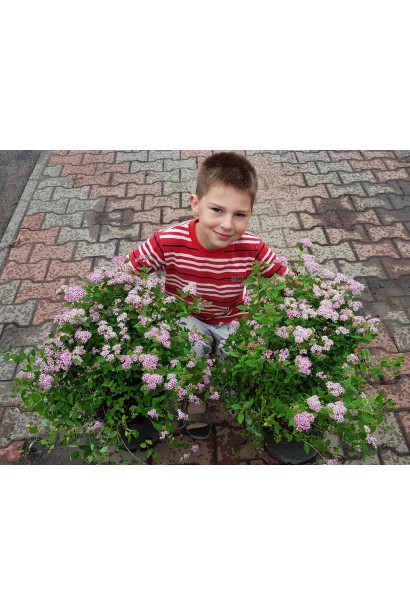 Кущ спіреї Літл Принцесс із дрібними рожевими суцвіттями.