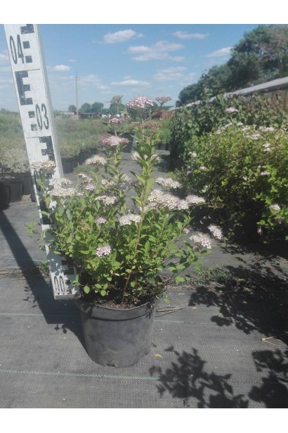 Чарівний кущ спіреї Літл Принцесс для барвистого саду.