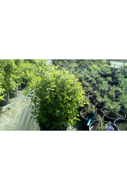 Легка у догляді спірея Літл Принцесс для саду.