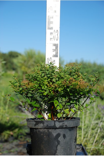 Спірея японська Літл Принцесс | Спирея японская Литл Принцесс | Spiraea japonica Little Princess (Розовый)