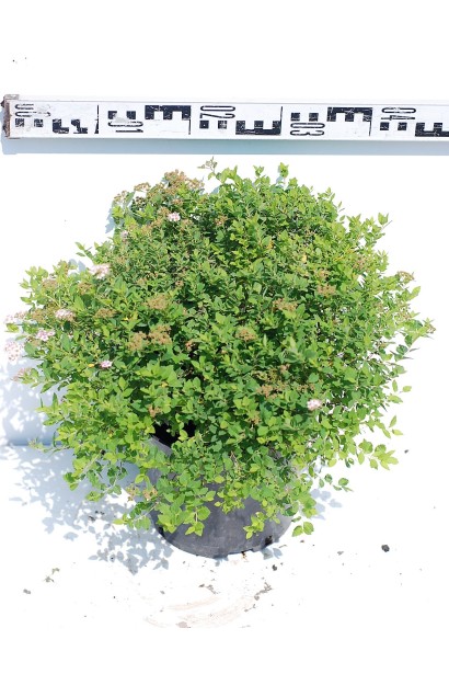  Спірея японська Літл Принцесс (рожева)