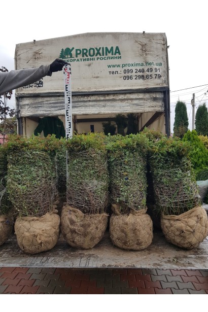 Спірея японська Літл Принцесс з комом землі