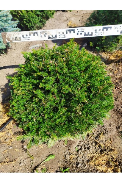 Тис ягідний в розсаднику