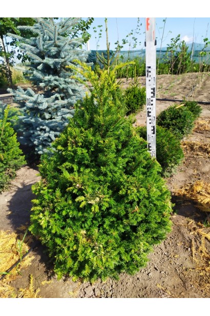 Тис ягідний  - ком/100-110см/50-60см