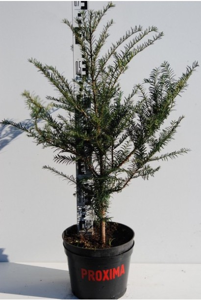 Taxus Baccata