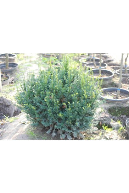 Тис ягідний у вигляді розлогої кущової форми.