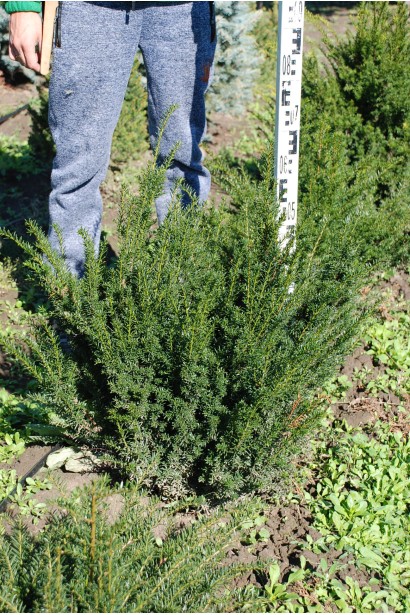 Тис ягідний — морозостійкий декоративний чагарник.