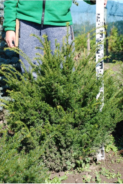 Тис ягідний із густою темно-зеленою хвоєю.