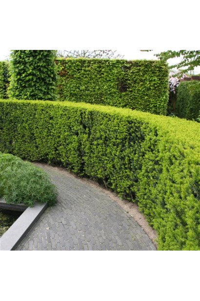 Компактний тис ягідний для живоплотів.