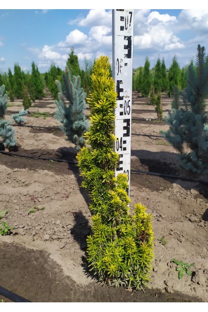 Тис ягідний Давид