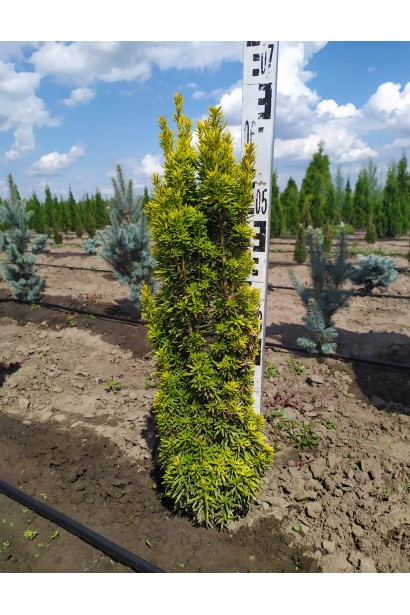 Тис ягідний Давид - ком20кг/60-70см/20-25см