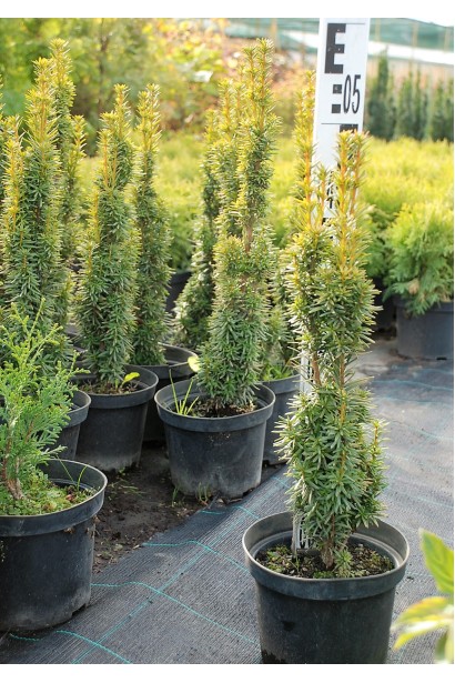 Тис ягідний Давид - 3л/50см/10см