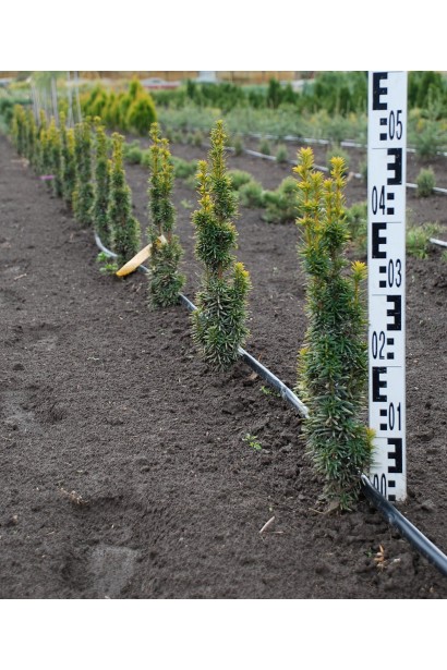 Тис ягідний Давид в розсаднику проксіма