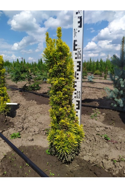 Тис ягідний Давид - ком20кг/60-70см/20-25см