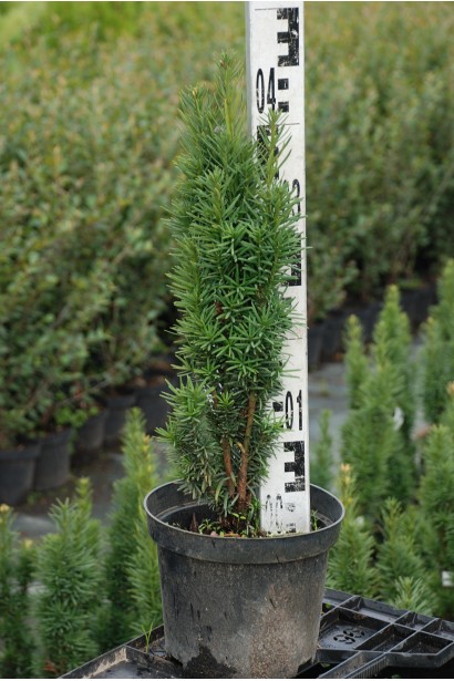 Тис Фастігіата Робуста — 3л/40-50см/10-15см