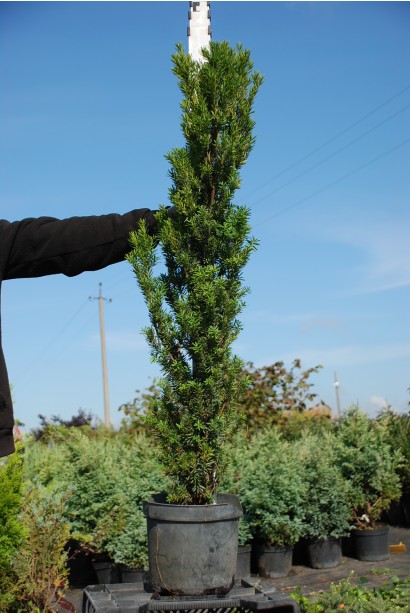 Тис ягідний / європейський Фастігіата Робуста