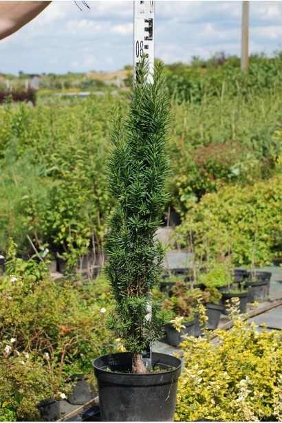 Тис ягідний / європейський Фастігіата Робуста