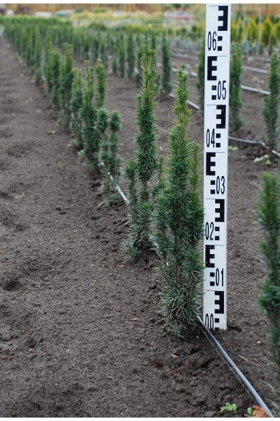 Тис ягідний / європейський Фастігіата Робуста