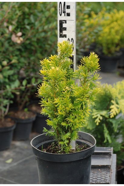 Тис ягідний Семперауреа - 3л/30см/Ø10-15см