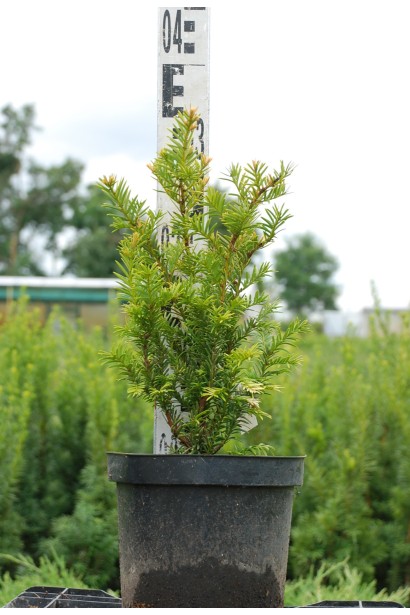 Тис ягідний Семперауреа - 3л/30см/Ø10-15см