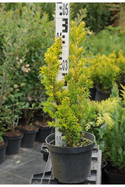 Тис ягідний Семперауреа - 3л/50см/Ø15-20см