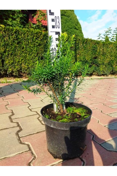 Компактный тис Нана для небольших садовых участков.