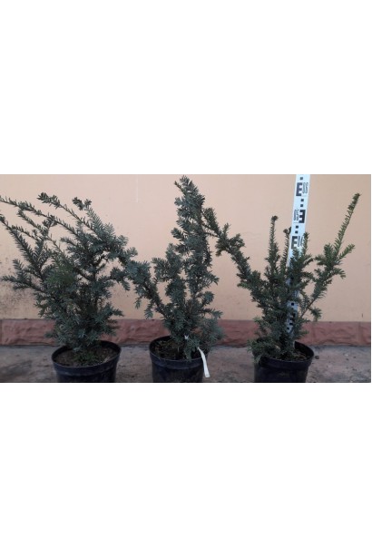 Саженцы тисну нана в садовом центре.