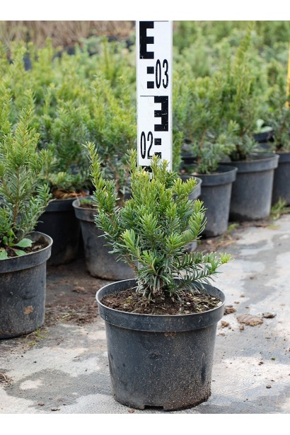 Тис остроконечный Нана