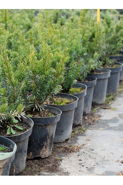 Тис остроконечный Нана – устойчив к тени и холодам.