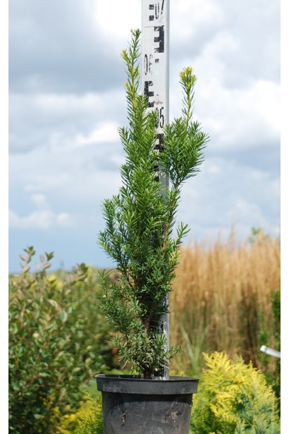 Тис средний Хиксии