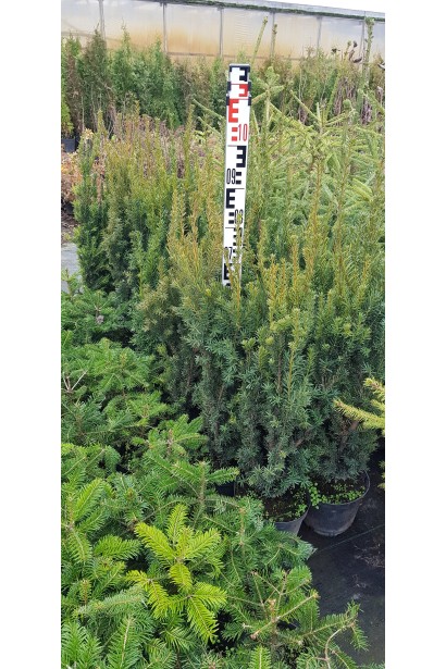 Taxus media Hicksii