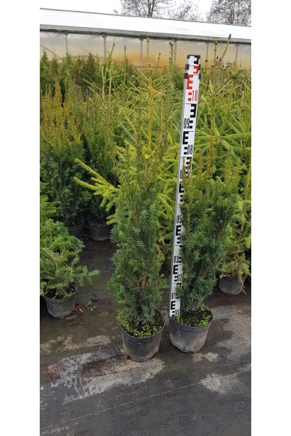 Тис Хикси – морозостойкий кустарник для сада.