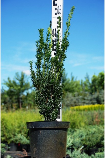 Тис средней Хикси в садовом центре