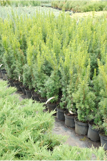 Тис средний Хикси с густой плотной кроной.