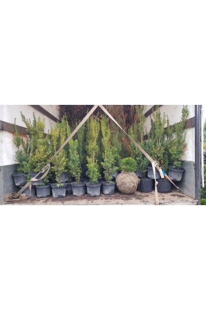 Тис средний Хикси в контейнерах